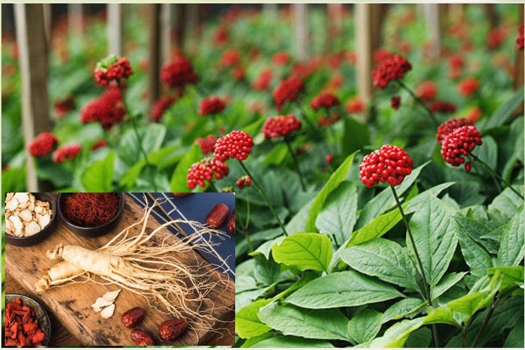 Korean Red Ginseng